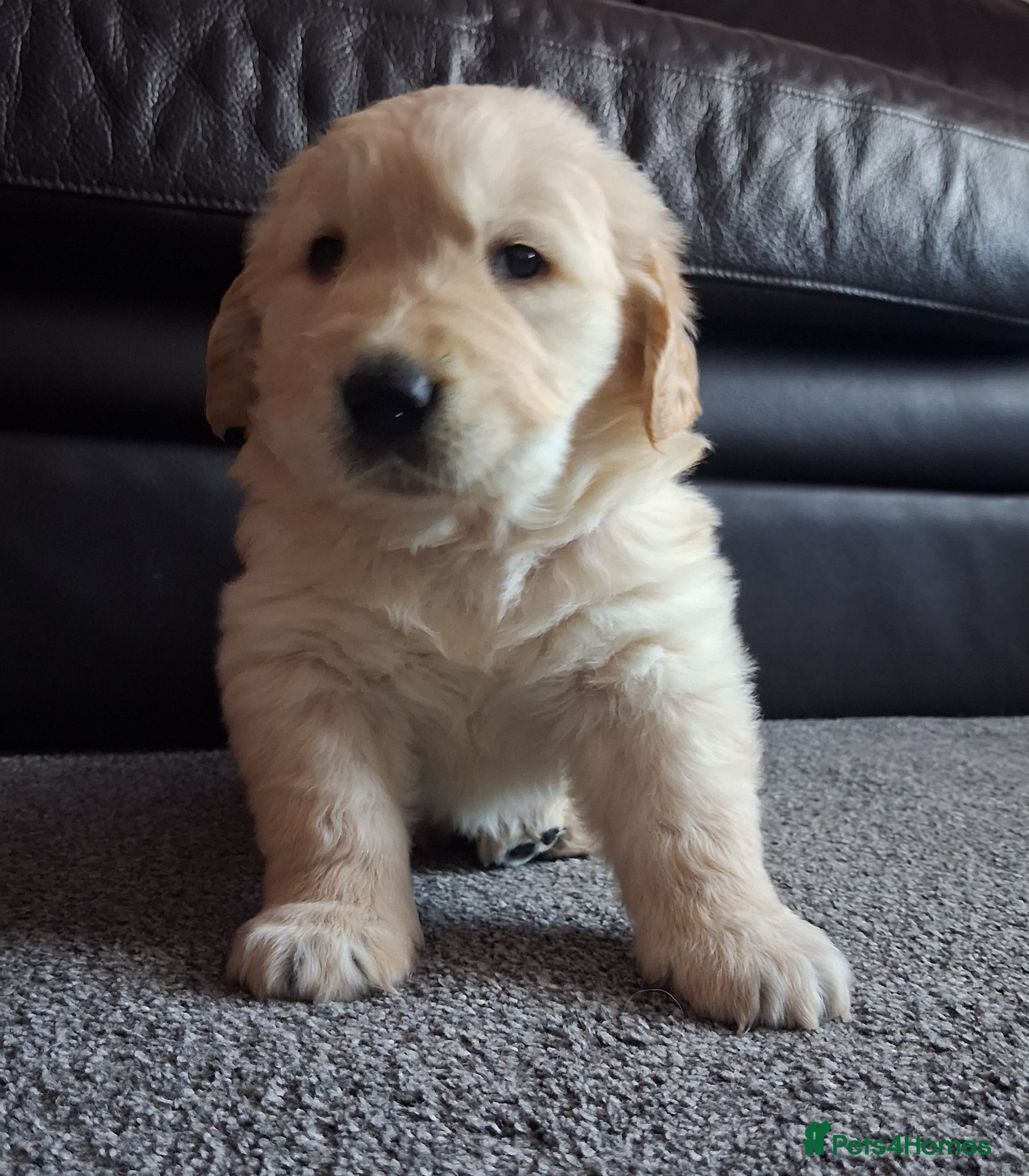 Golden Retriever dogs  1 boy & 1 girl KC registered  - Advert 3
