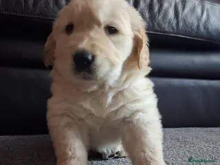 Golden Retriever dogs 1 boy & 1 girl KC registered - Advert 3