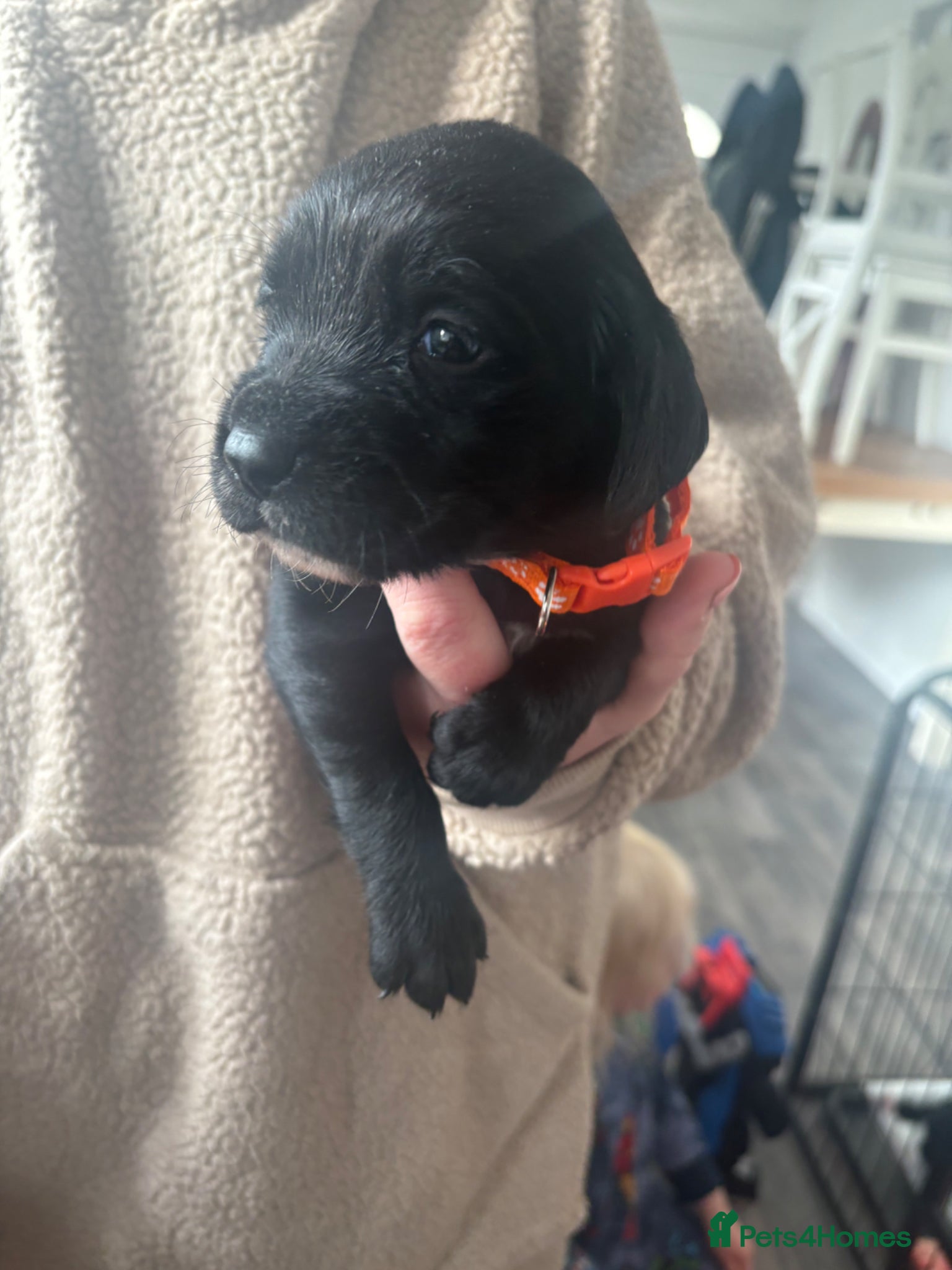 Springador dogs Adorable Black Springador Puppies - Advert 2