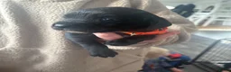Springador dogs for sale: Adorable Black Springador Puppies - Advert 2