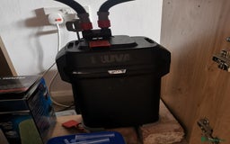 Other/Mixed Breed fish for sale: Full tank set up 35+ fish - Image 4