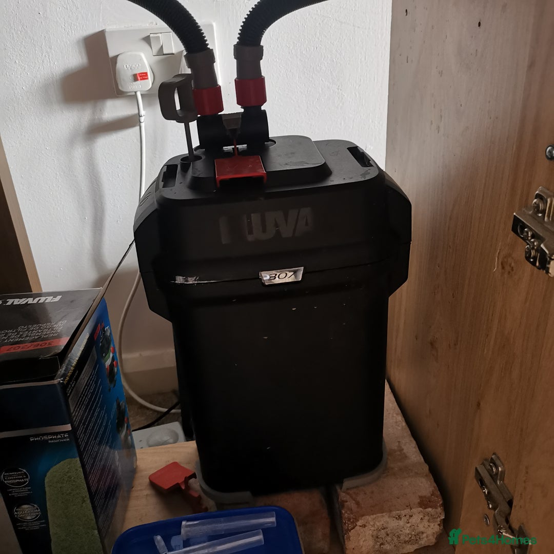 Other/Mixed Breed fish for sale: Full tank set up 35+ fish - Image 4