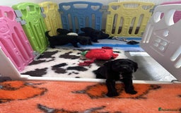 Mixed Breed dogs for sale: ** Spangold Retrievers ** - Image 8