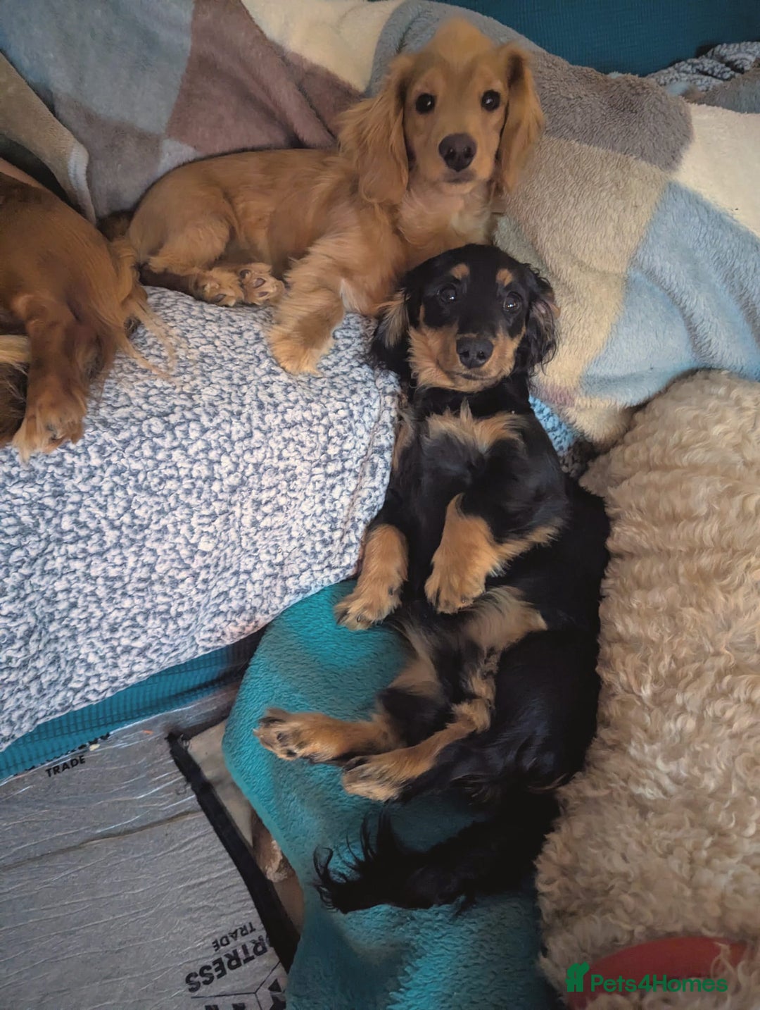Mixed Breed dogs for sale: 75% Dachshund Cross Puppies - 4 Boys Available - Image 10