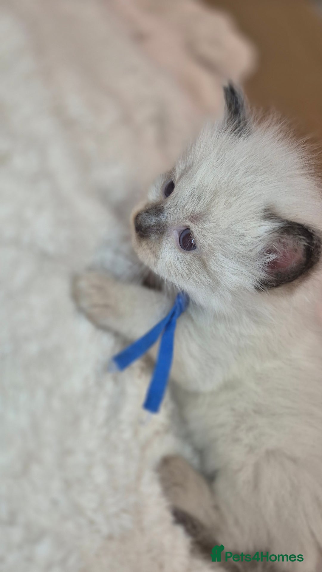 Ragdoll cats for sale: Proven healthy ragdolls 🐾 Sepias & traditionals   - Image 22