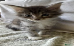 Maine Coon cats for sale: 3/4 maine coon kittens for sale - Image 3