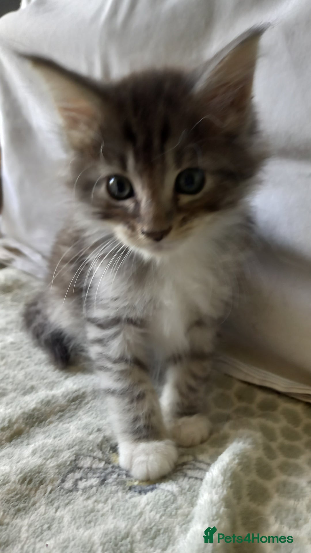 Maine Coon cats for sale: 3/4 maine coon kittens for sale - Image 3