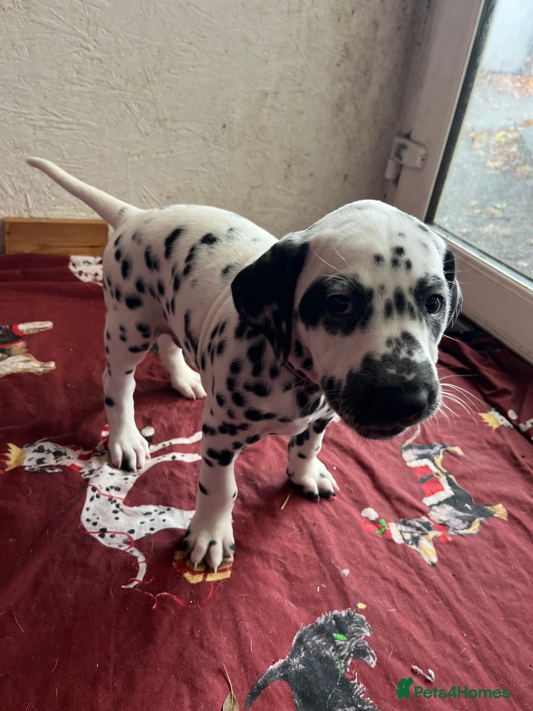 Dalmatian dogs for sale: Stunning Dalmatian puppies KC reg show winners - Advert 39