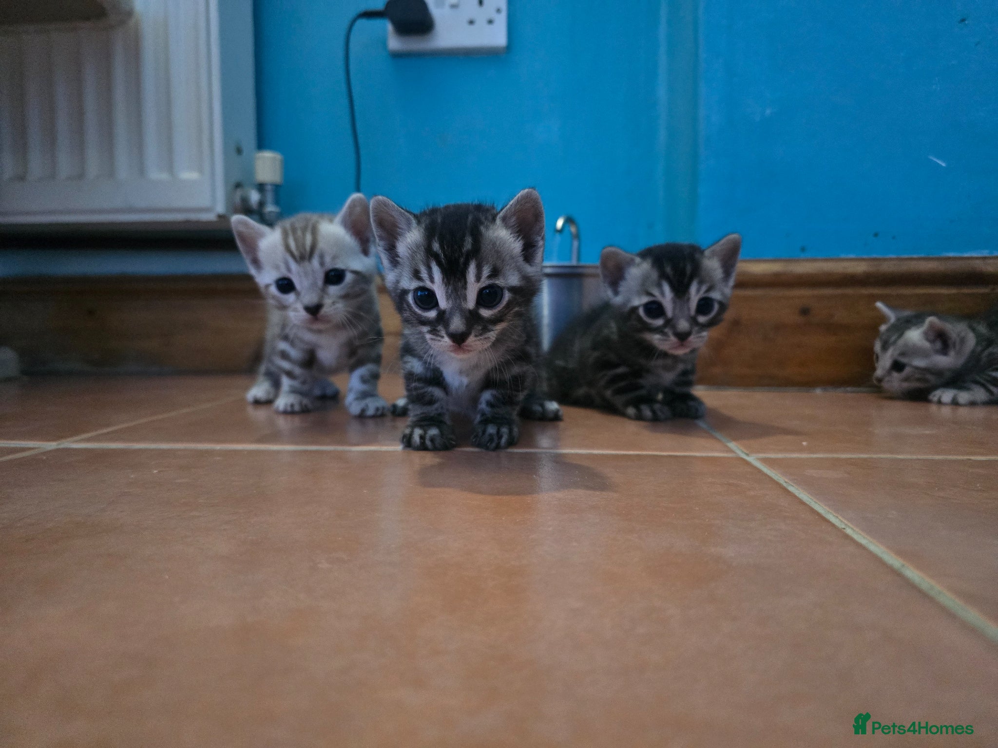Bengal cats TICA Registered Stunning Bengal Kittens  - Advert 9