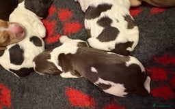 Cockerdor dogs for sale: Cockerdors  - Advert 31