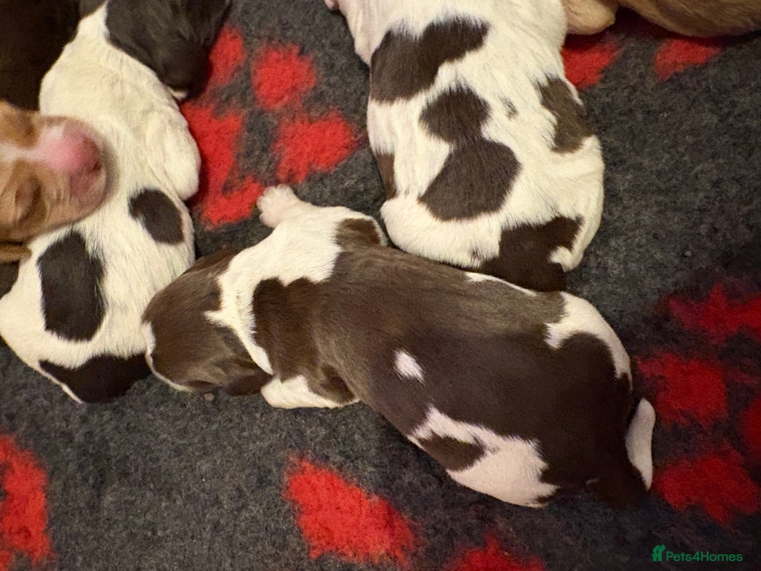 Cockerdor dogs for sale: Cockerdors  - Advert 31