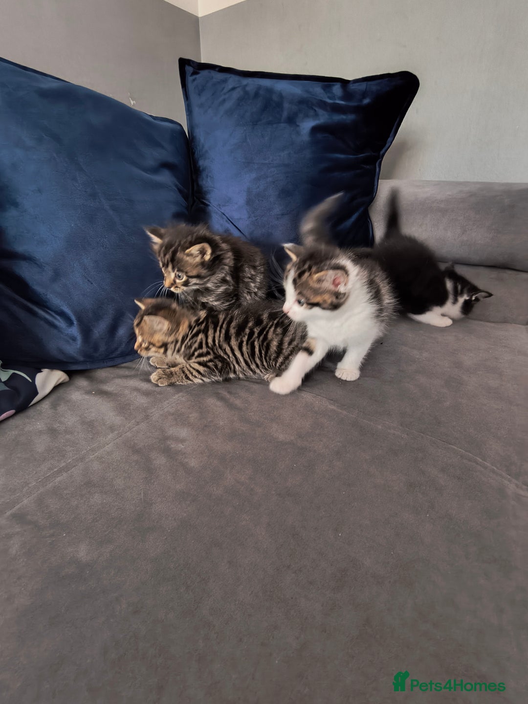 Mixed Breed cats for sale: Beautiful kittens  - Advert 6