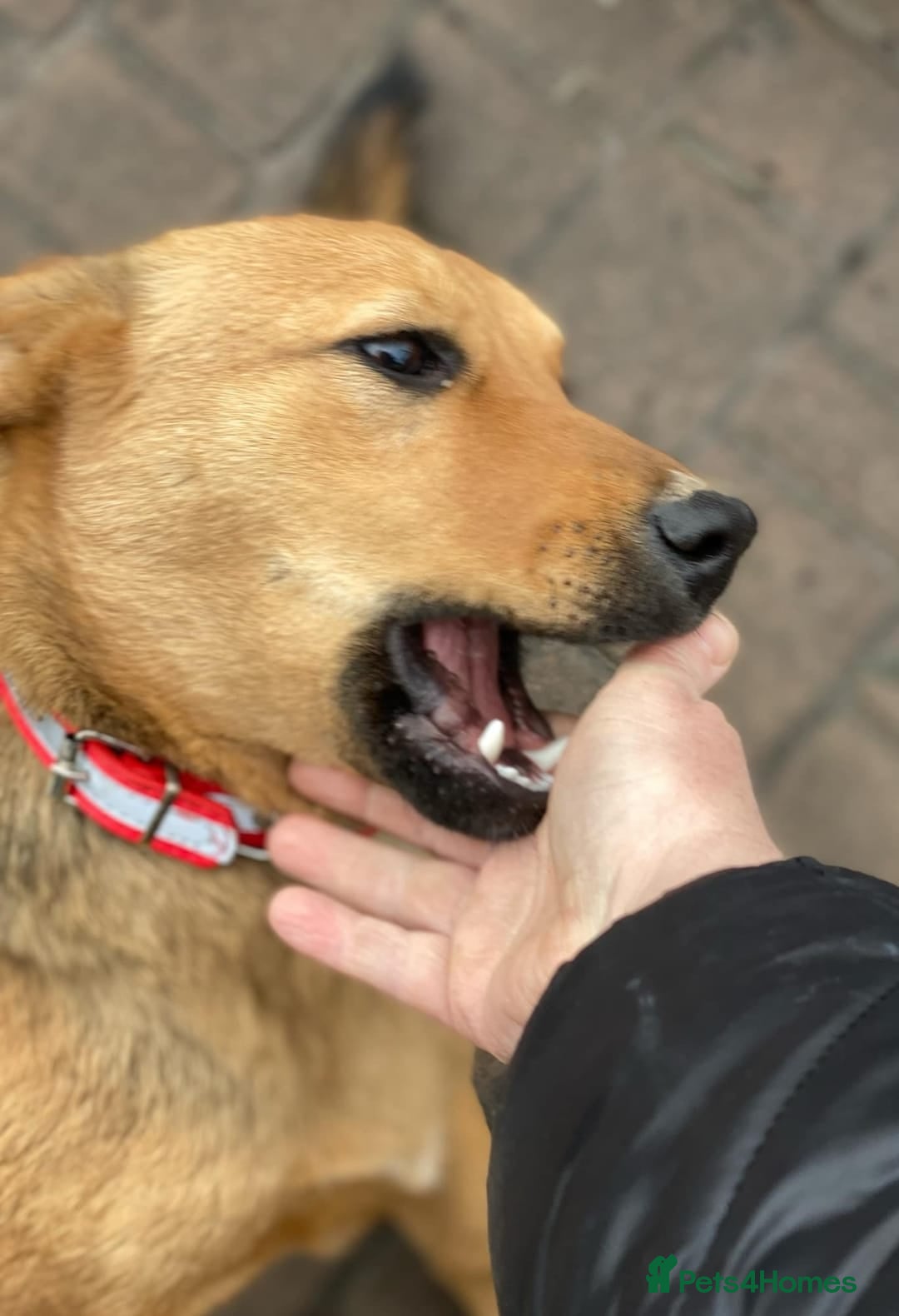 Mixed Breed dogs for adoption: 💖🐶 RAHDA 🐶💖 - Image 7