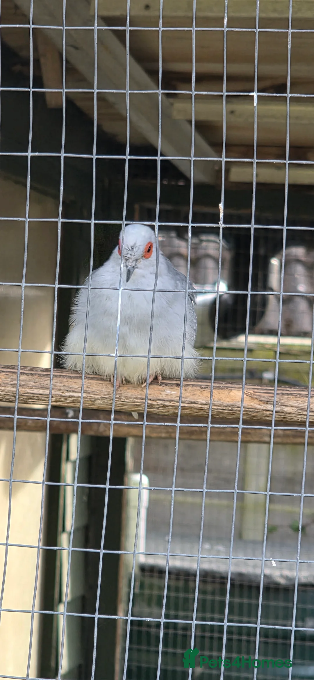 Doves birds for sale: Diamond doves - Advert 3