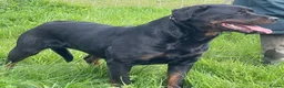 Rottweiler dogs for sale: ADRK German bloodline Rottweiler puppies     - Advert 12