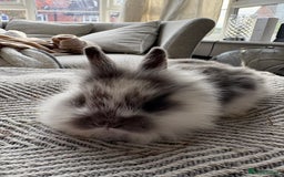 Mini Lion Lop rabbits for sale: Gorgeous Lion Mini lops - Image 3