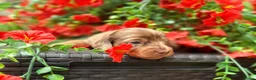 Miniature Dachshund dogs for sale: Long haired miniature dachshund  - Advert 7