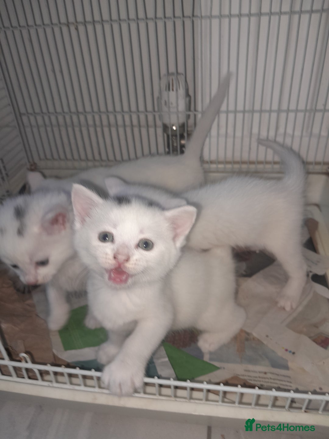 American Shorthair cats for sale: Whit kittens for sale  - Image 1