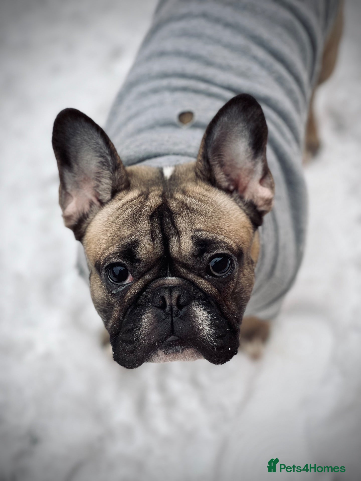 French Bulldog dogs for sale: Female Fawn French bulldog  - Advert 1