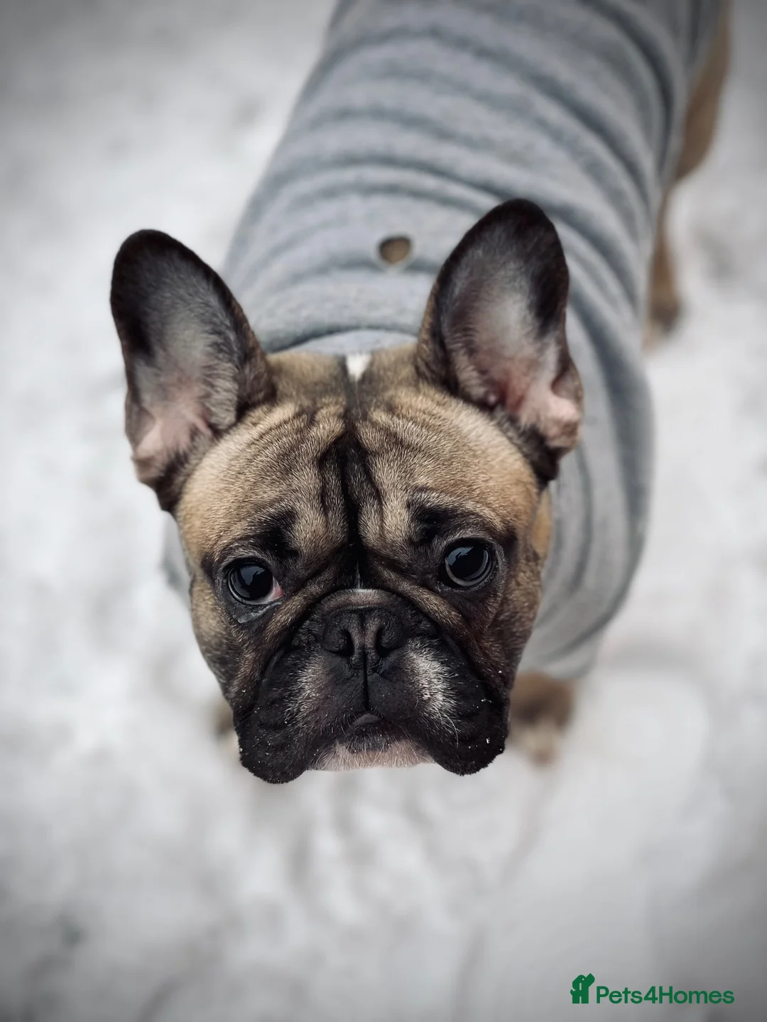 French Bulldog dogs for sale: Female Fawn French bulldog  in Pontefract - Advert 1