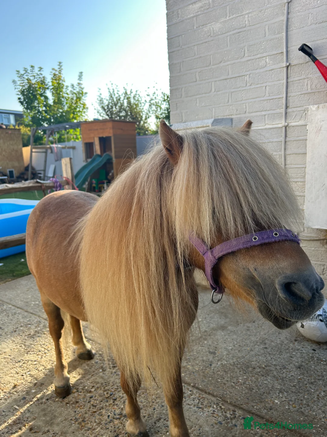 Shetland pony horses for sale: Miniature Shetland - Advert 1
