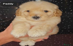 Maltipoo dogs for sale: Quality Champion Apricot Teddy toy Maltipoo's 🧸 - Image 21