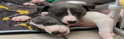 Whippet dogs for sale: The most precious! Kc wippets 🐶 boys & girls   - Advert 10