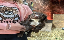 Sprocker dogs for sale: Beautiful F1 Sprockers - Image 4