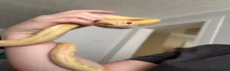 Mixed Breed reptiles for sale: Different reptiles for sale - Advert 18