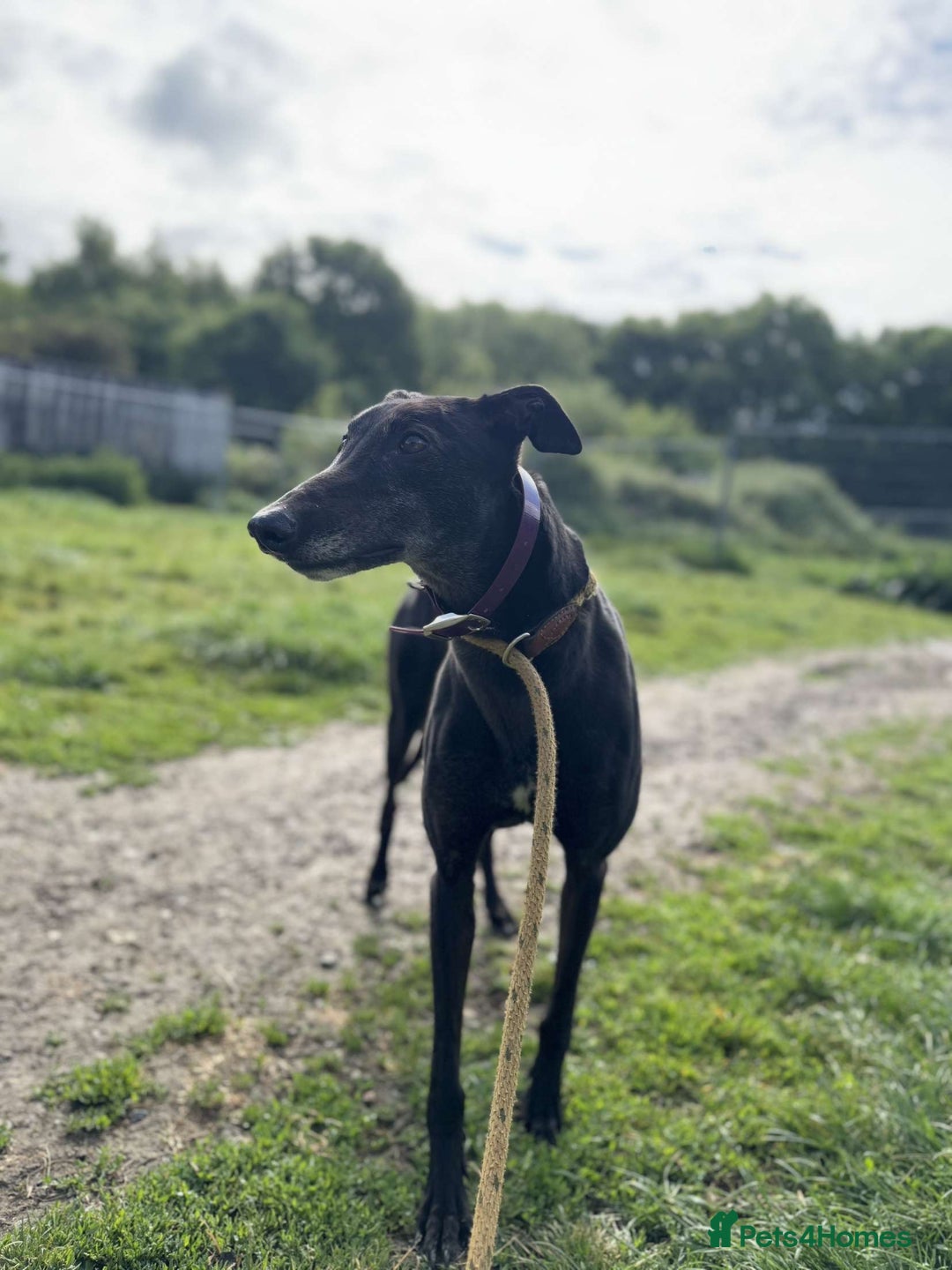 Greyhound dogs for sale: Lottie💜 - Image 3
