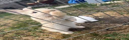 Continental Giant rabbits for sale: 3 x Continental rabbits  - Advert 3