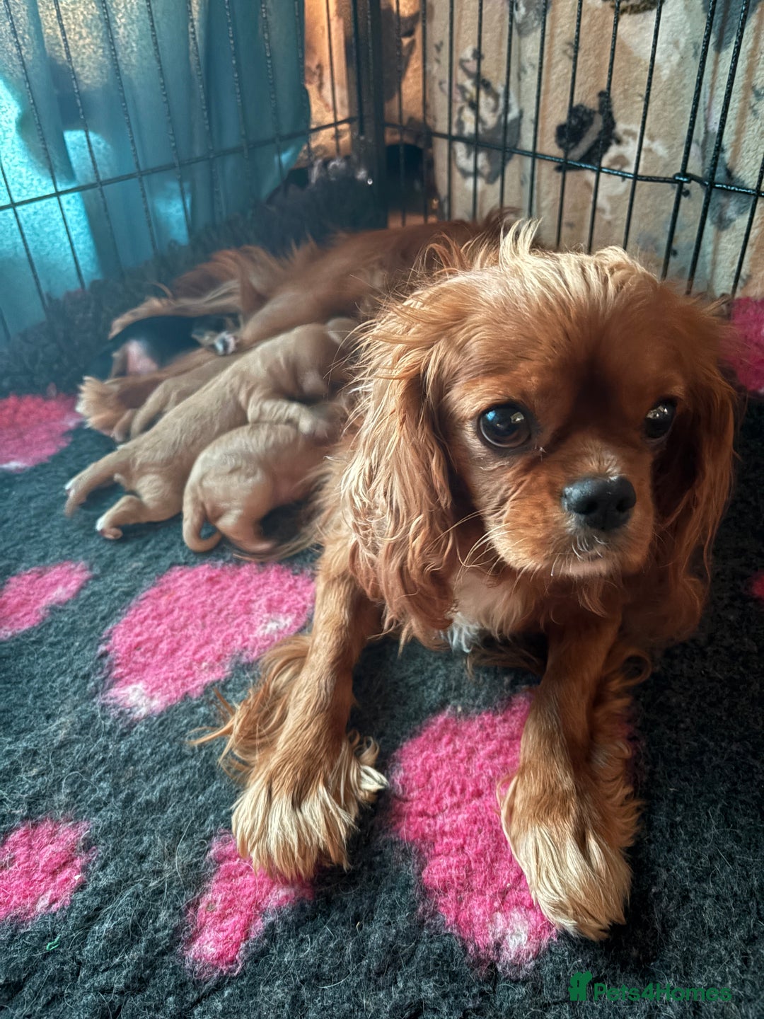 Cavapoo dogs for sale: 🐾♥️CUDDLES, KISSES & SNUGGLES♥️ 🐾 - Image 5