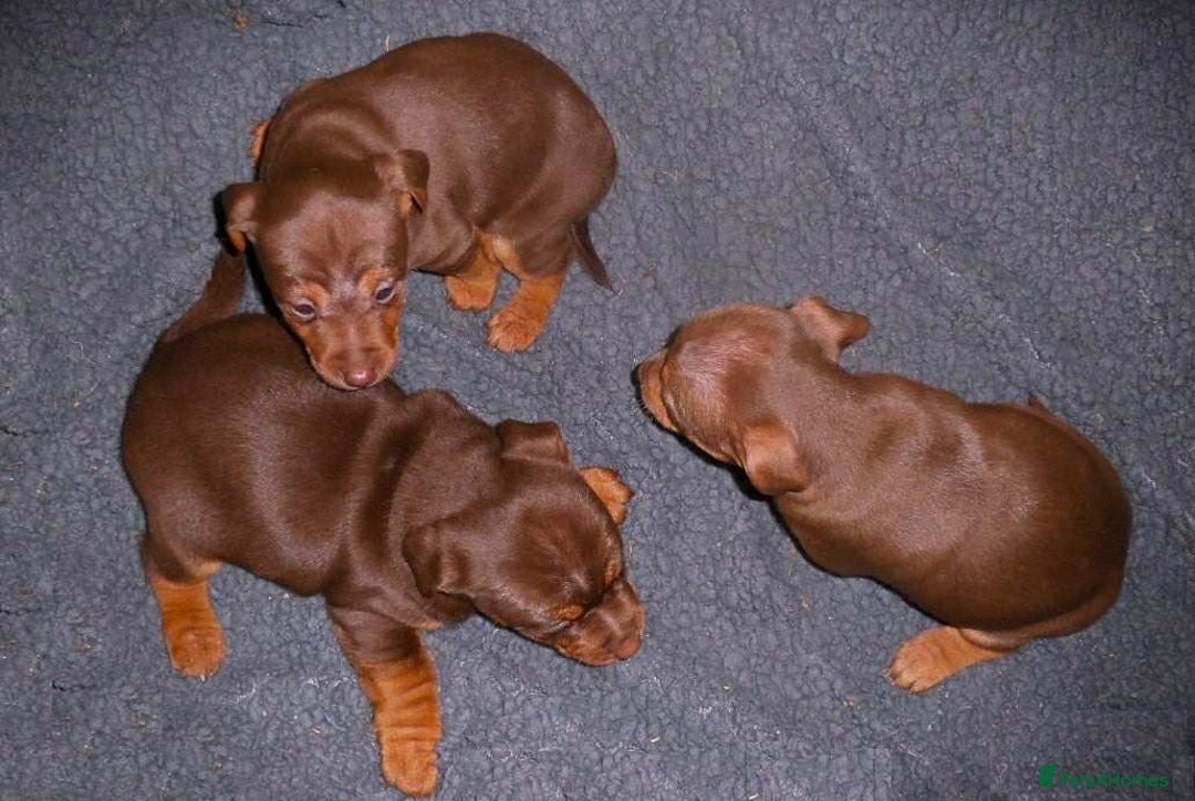 Jack Russell dogs for sale: Beautiful Muchwenlock Jack Russell puppies 🐾 - Advert 2