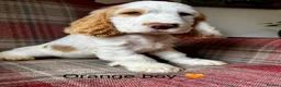 Cocker Spaniel dogs for sale: KC registered, show type, cocker spaniels  - Advert 9