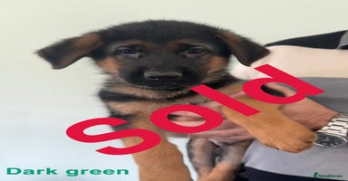 German Shepherd dogs - Advert 2