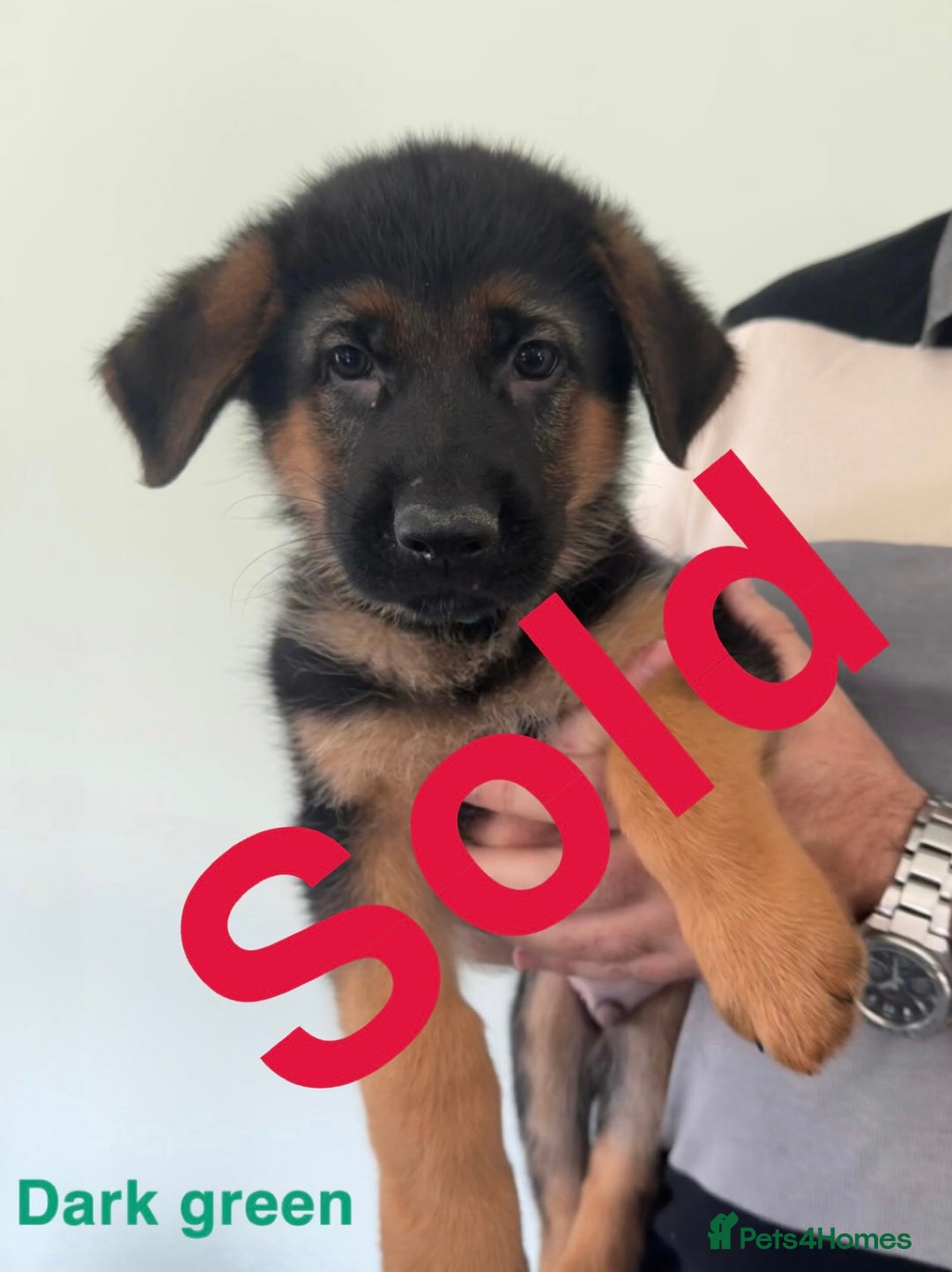 German Shepherd dogs for sale: Stunning KC Registered German Shepherd Puppies  - Image 3