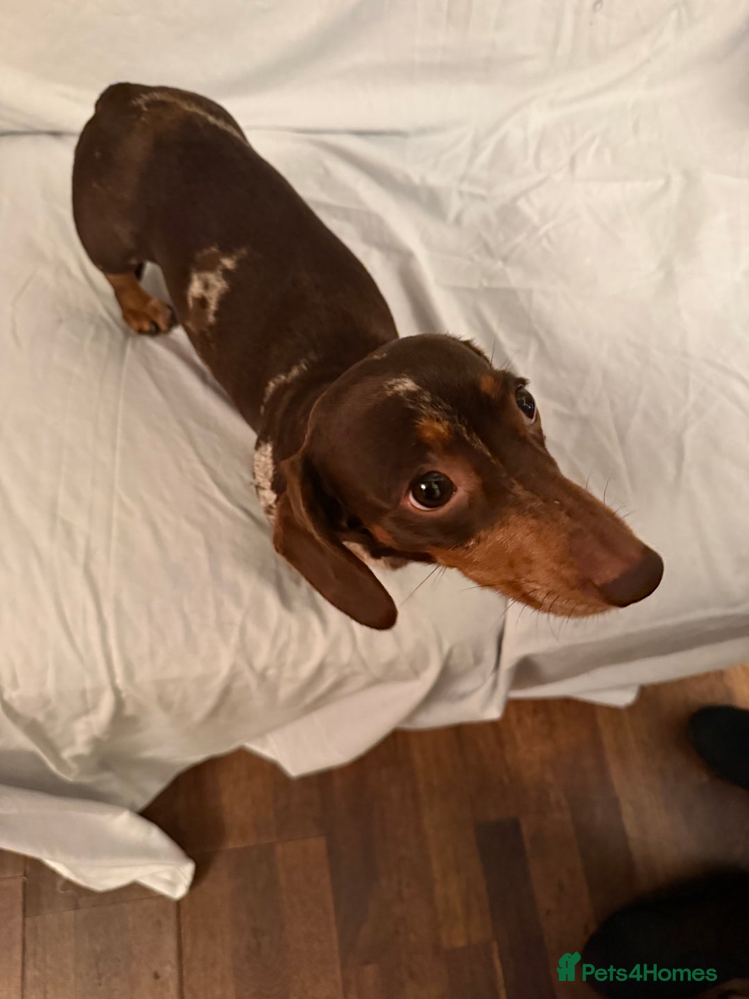 Dachshund dogs for sale: Miniature Dachshund puppies for sale - Advert 1