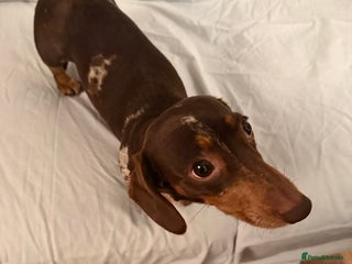 Dachshund dogs Miniature Dachshund puppies for sale - Advert 1