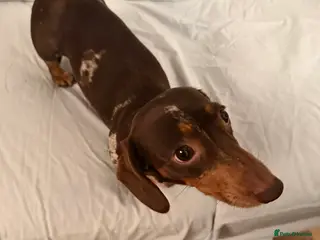 Miniature Dachshund dogs Miniature Dachshund puppies for sale - Advert 3