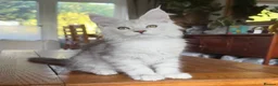 Maine Coon cats for sale: 💝Magnificent large TICA kittens 💖 - Advert 8