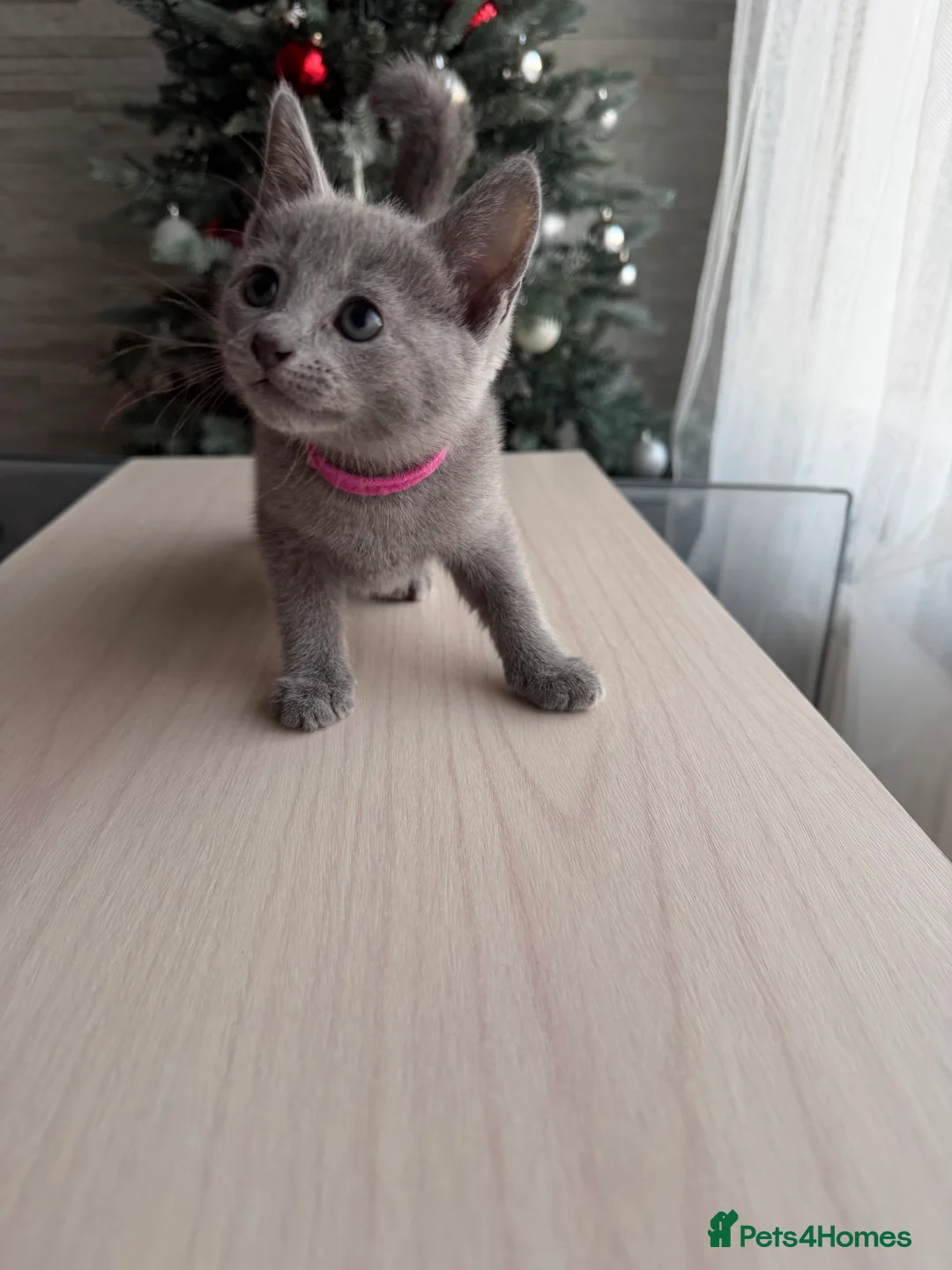 Russian Blue cats for sale: Russian blue TICA registered kittens  - Advert 20