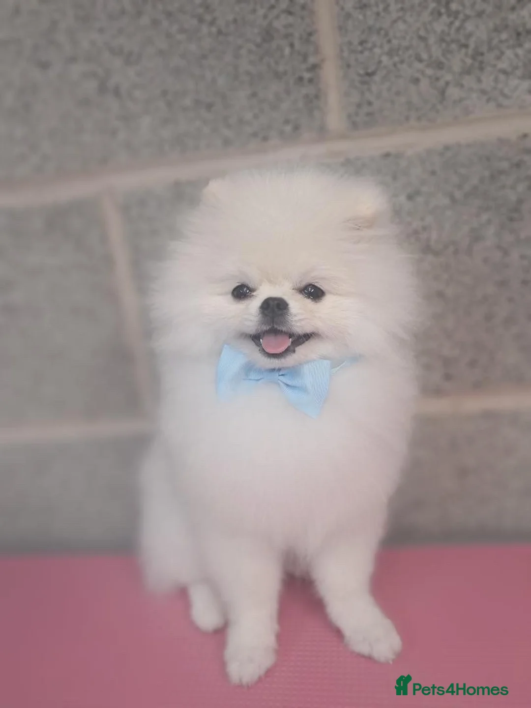 Pomeranian dogs for sale: Puppy Male Toy Pomeranian  - Advert 2