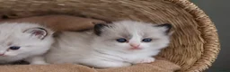 Ragdoll cats for sale: Tica Registered 💎 Ragdoll Kittens - Advert 27