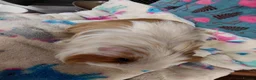 Guinea Pig rodents for sale: Young Adult Longhaired Sows For Retirement Homes  - Advert 4
