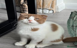 Scottish Fold cats for sale: Tica Registered Chunky Cinnamon Bi Colour Boy - Image 2