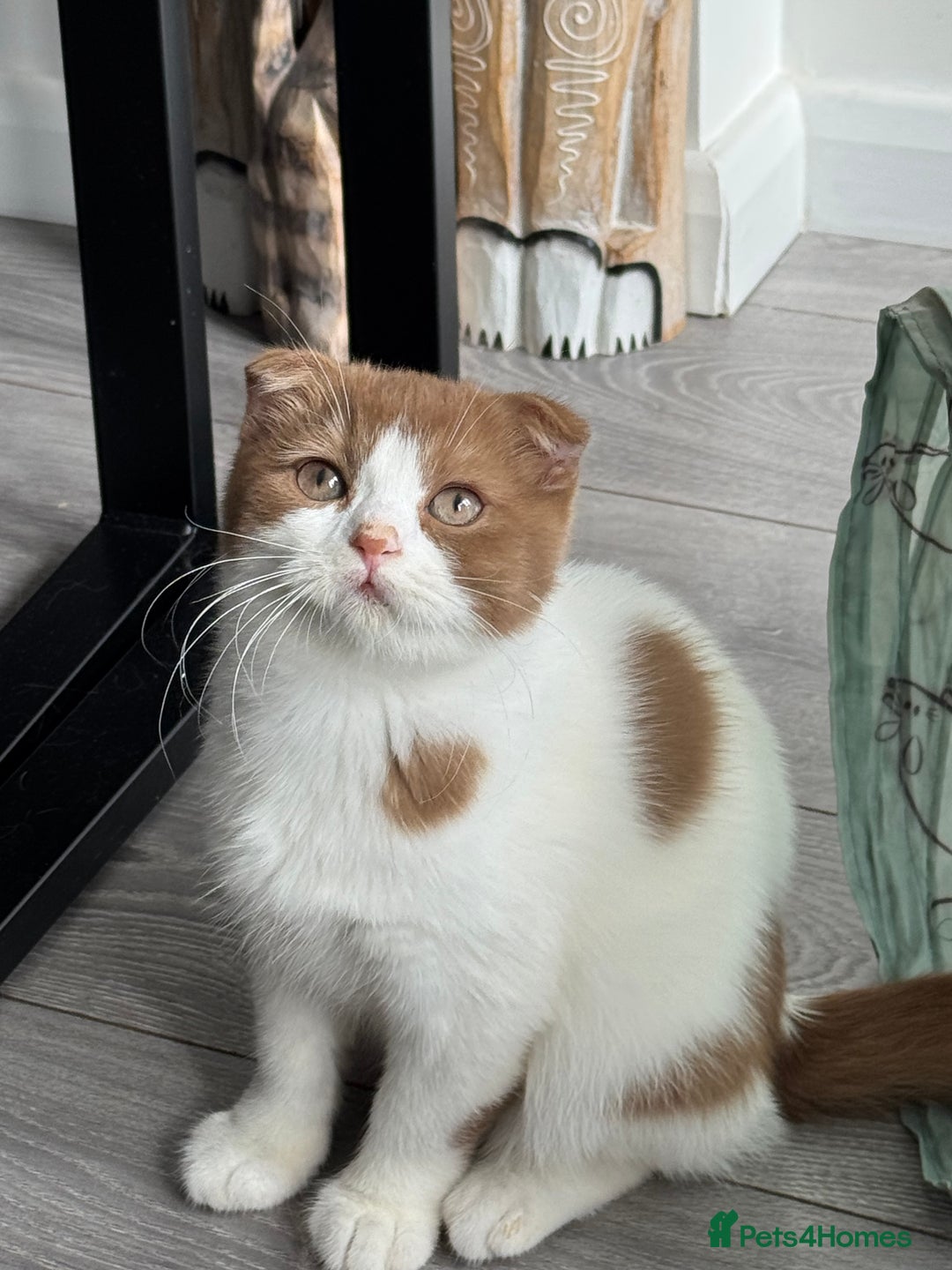 Scottish Fold cats for sale: Tica Registered Chunky Cinnamon Bi Colour Boy - Image 2