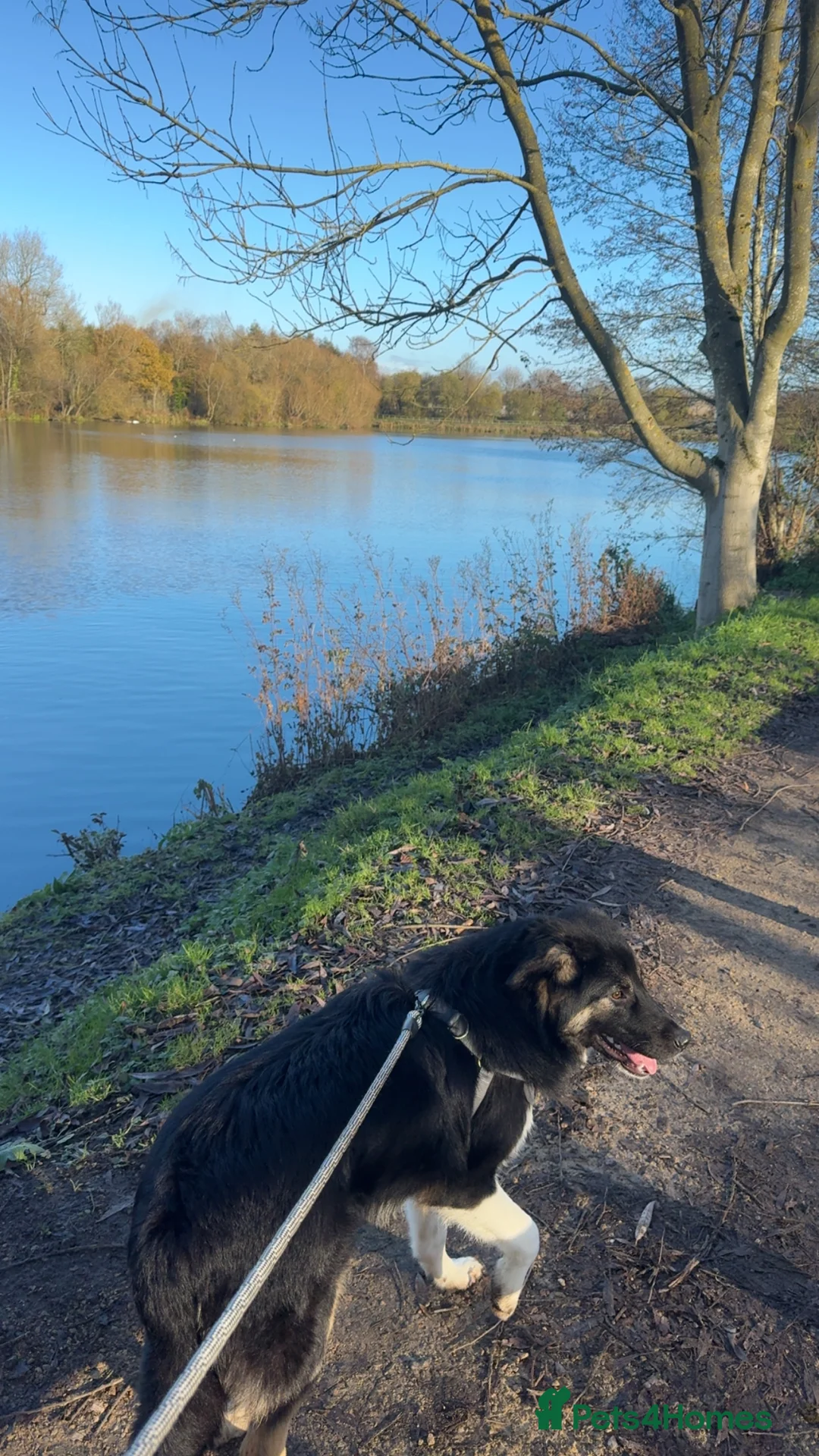 Mixed Breed dogs for sale: Beautiful Barney! - Advert 14