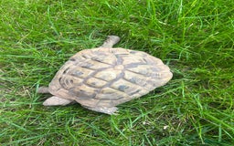 Hermann Tortoise reptiles for sale: Male Hermann tortoise - Image 3