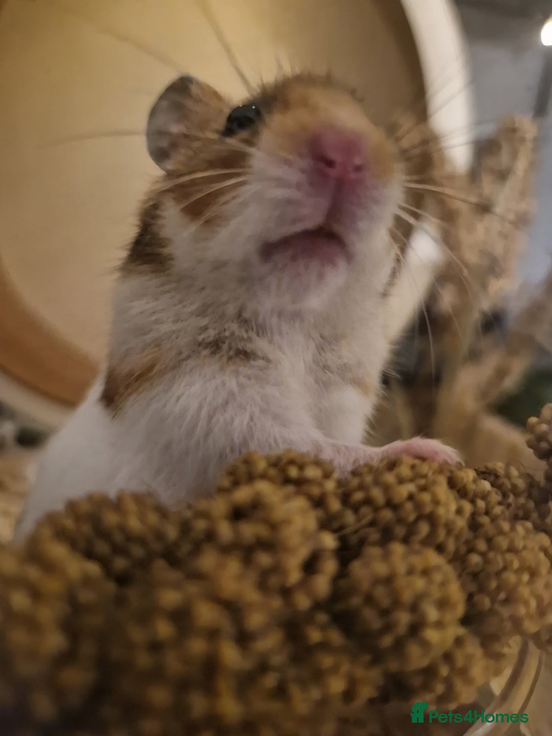 Hamster rodents for sale: Very friendly teddy bear hammy - Advert 11