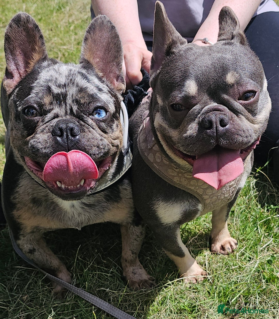 French Bulldog dogs for sale: French bulldog puppies  - Advert 12